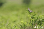 Graspieper (Anthus pratensis) 