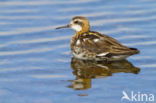 Grauwe Franjepoot (Phalaropus lobatus)