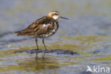 Grauwe Franjepoot (Phalaropus lobatus)