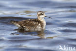 Grauwe Franjepoot (Phalaropus lobatus)