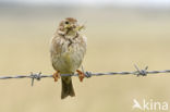 Corn Bunting (Miliaria calandra)