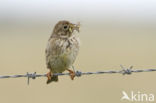 Corn Bunting (Miliaria calandra)