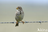 Corn Bunting (Miliaria calandra)