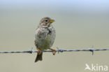 Corn Bunting (Miliaria calandra)
