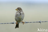Corn Bunting (Miliaria calandra)