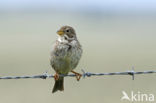 Corn Bunting (Miliaria calandra)