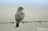 Corn Bunting (Miliaria calandra)
