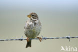 Corn Bunting (Miliaria calandra)