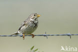 Corn Bunting (Miliaria calandra)
