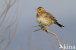 Corn Bunting (Miliaria calandra)