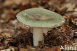 Groene berkenrussula (Russula aeruginea)