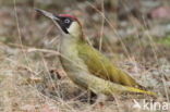 Groene Specht (Picus viridis) 