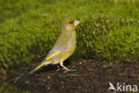 European Greenfinch (Carduelis chloris)