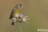 Groenling (Carduelis chloris)