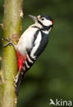 Grote Bonte Specht (Dendrocopos major)