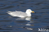 Glaucous Gull (Larus hyperboreus)