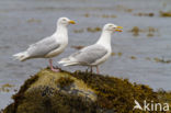 Glaucous Gull (Larus hyperboreus)