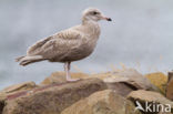 Glaucous Gull (Larus hyperboreus)