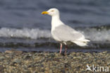 Glaucous Gull (Larus hyperboreus)