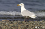 Grote Burgemeester (Larus hyperboreus)