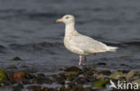 Glaucous Gull (Larus hyperboreus)