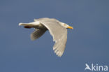 Glaucous Gull (Larus hyperboreus)