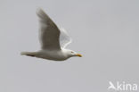 Glaucous Gull (Larus hyperboreus)