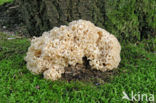 Wood Cauliflower (Sparassis crispa)