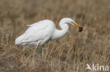 Grote zilverreiger (Casmerodius albus)