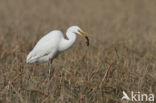 Great White Egret