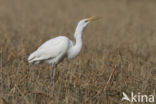 Grote zilverreiger (Casmerodius albus)