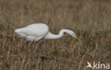 Great White Egret