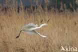 Grote Zilverreiger (Ardea alba)