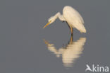 Grote zilverreiger (Casmerodius albus)