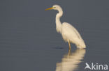 Grote zilverreiger (Casmerodius albus)