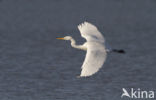 Great White Egret