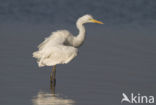 Grote zilverreiger (Casmerodius albus)