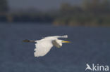 Grote zilverreiger (Casmerodius albus)