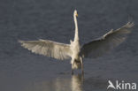 Great White Egret