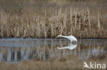 Great White Egret