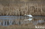 Grote zilverreiger (Casmerodius albus)