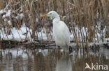 Grote zilverreiger (Casmerodius albus)