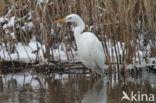 Grote zilverreiger (Casmerodius albus)