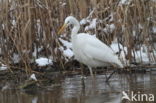 Grote zilverreiger (Casmerodius albus)