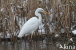 Great White Egret