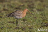 Black-tailed Godwit (Limosa limosa) 