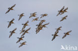 Black-tailed Godwit (Limosa limosa) 