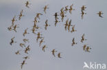 Black-tailed Godwit (Limosa limosa) 