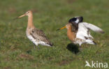 Black-tailed Godwit (Limosa limosa) 