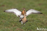 Black-tailed Godwit (Limosa limosa) 